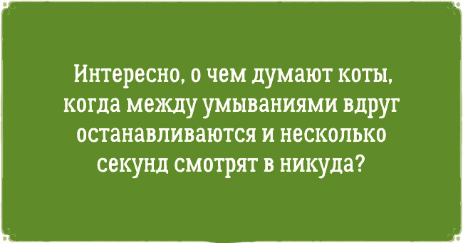 ТОП 10 приколов про котов