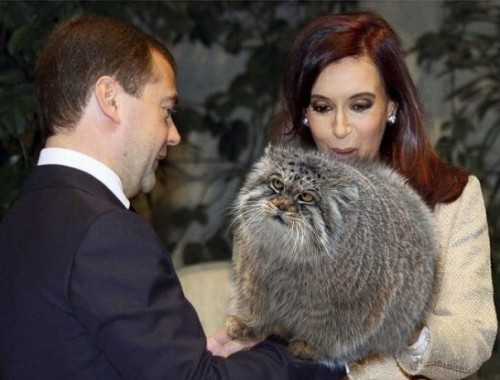 Погладь кота