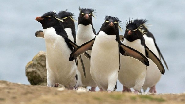 Бригада крутых пингвинов