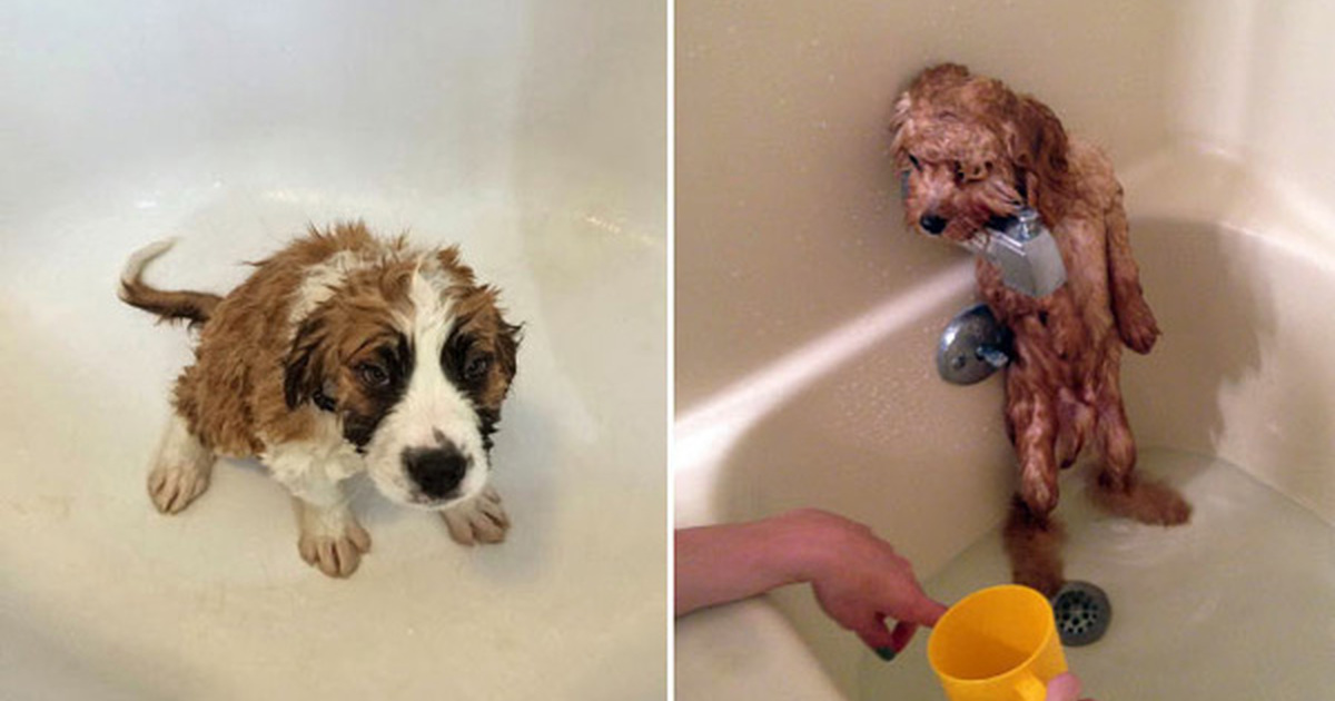 Как напугать собаку. Собачка моется в ванной. Мытье собаки. Мокрый щенок.