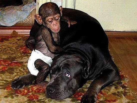 Трогательные фото шимпанзе и собаки