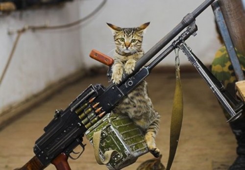 Коты в армии