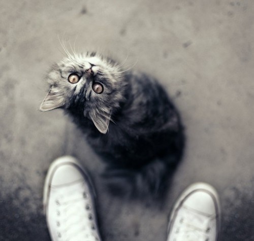 Животные модели