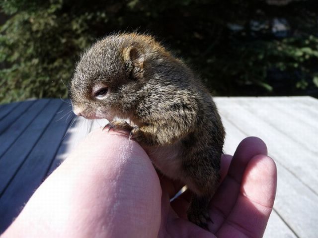 Няшные зверушки