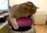 cat_ride_on