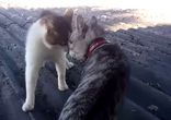 Противостояние двух котов