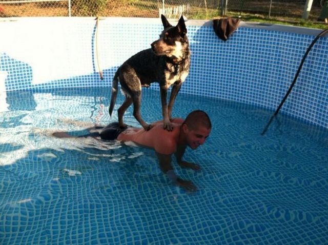 Собаки, которые боятся воды