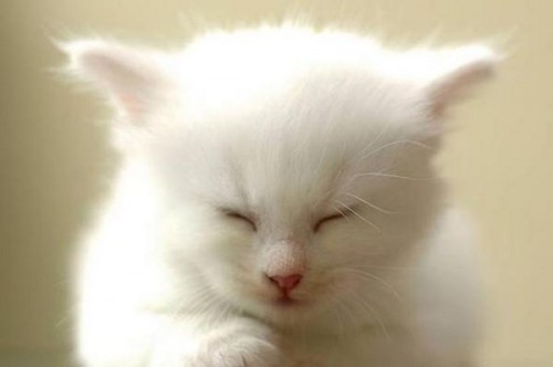 Позитивный котёнок