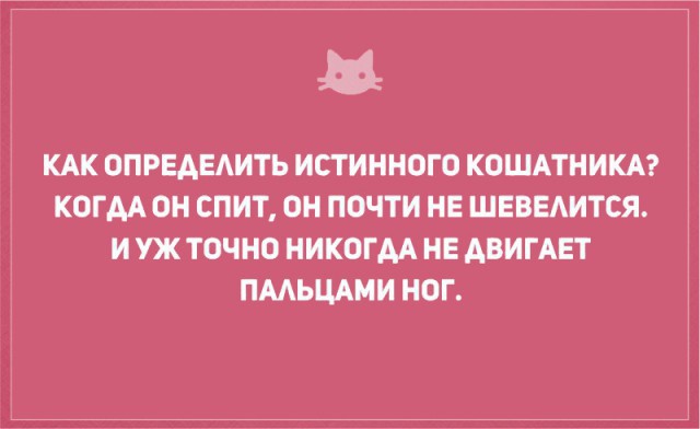 Без кота и жизнь не та