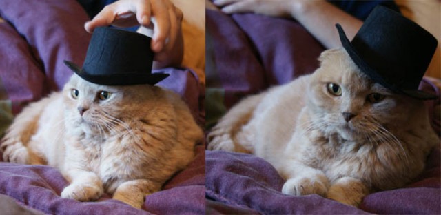 Котики идут на свидание