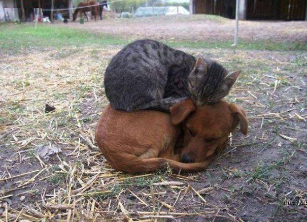Друг, который удобней подушки