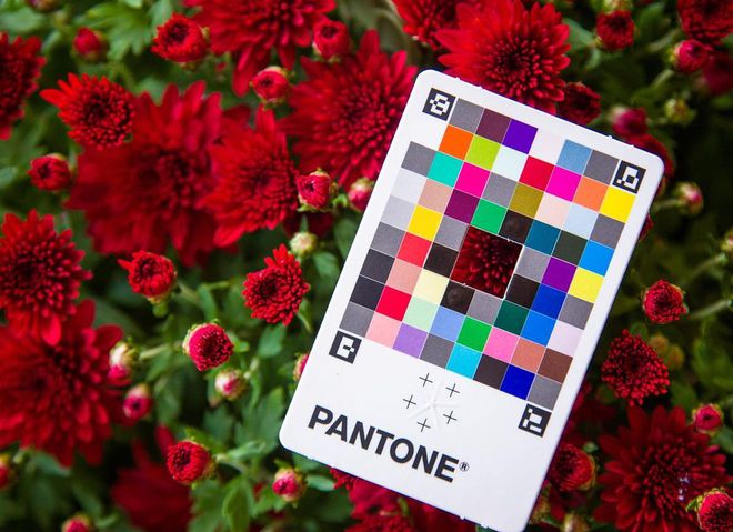 Главные цвета 2021 по версии Института цвета Pantone