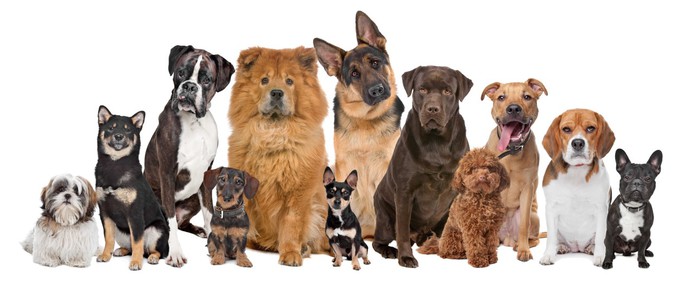 Незвичайна робота фрілансера: розпізнати породи собак по фото