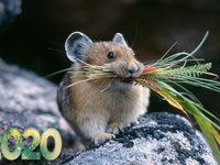 Няшная открытка с Новым годом крысы 2020