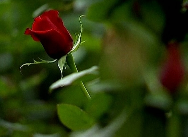 Розы на День влюбленных