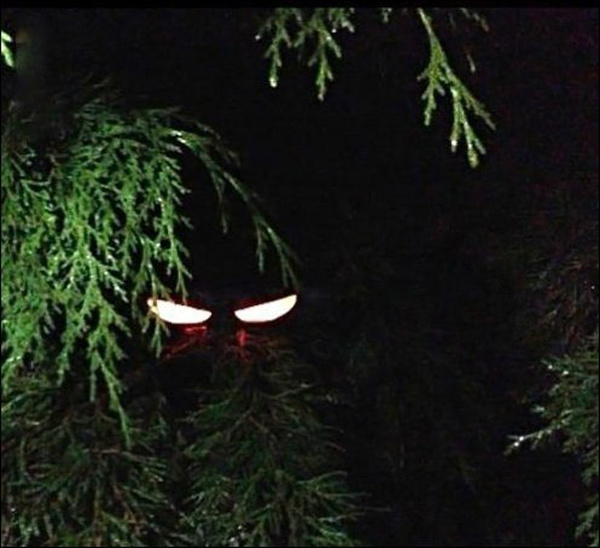 Как напугать соседей