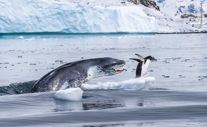 Wildlife Photographer of the Year