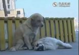 Щенок не бросил своего умирающего друга на оживленной дороге
