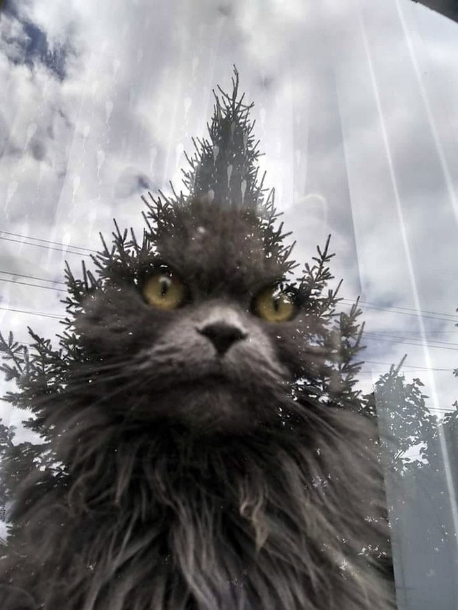 Сегодня из окна на меня посмотрела ЕЛЬ