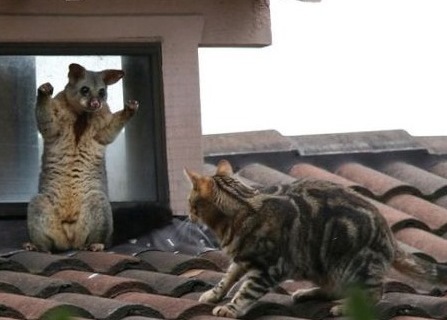 Говорите с кошками!