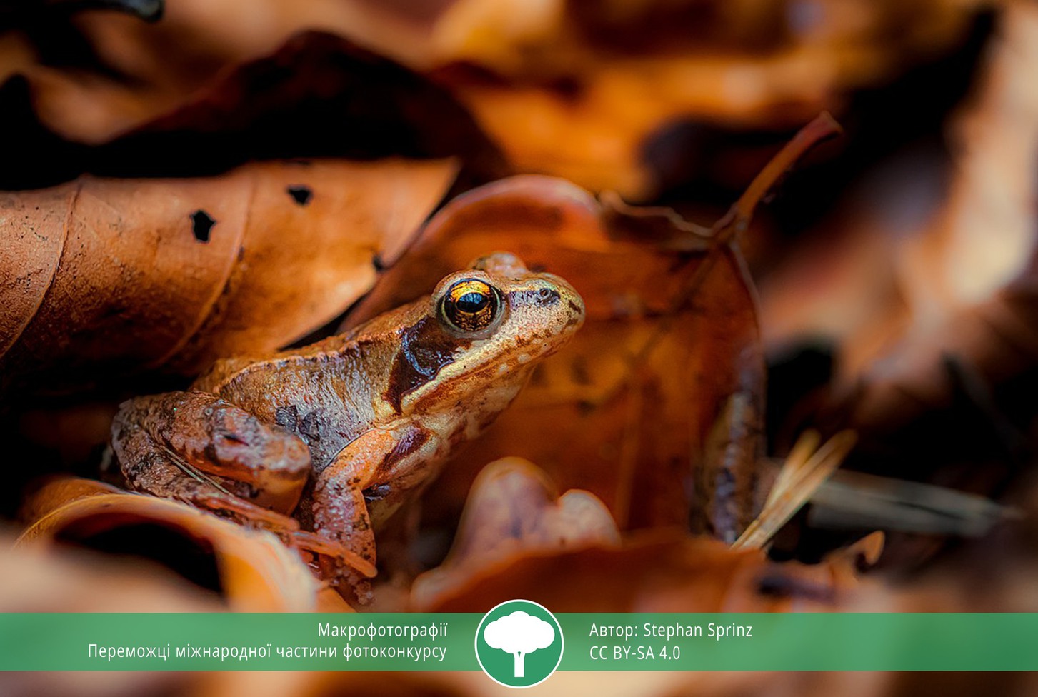 найкращі фото природи 2021