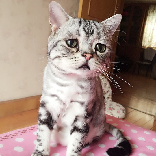 Хит Instagram: Луху - самая грустная кошка в мире