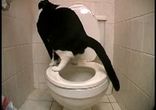 toiletcat