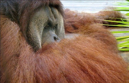 Чудо скотинушки:)