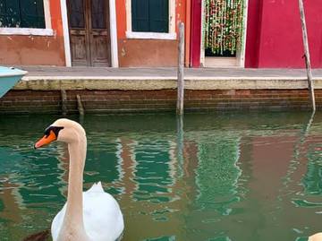 Венеція чисті канали