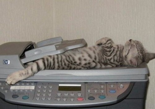 Вездесущие коты