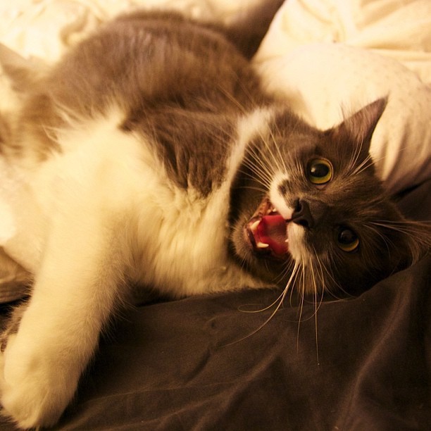 КотикиКотики