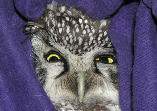 Похмельные совы