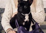 Собака Леді Гаги стала обличчям бренду Coach