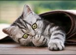 игривые кошечки