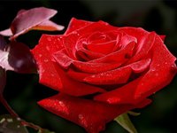 Роза для тебя