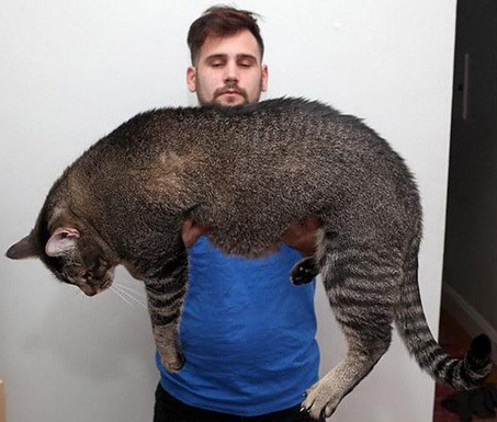 Самые "миниатюрные" котики