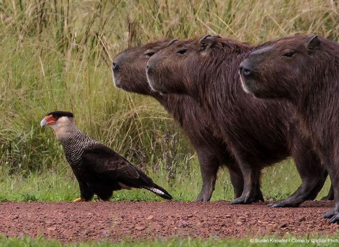 Comedy Wildlife Photography Awards
