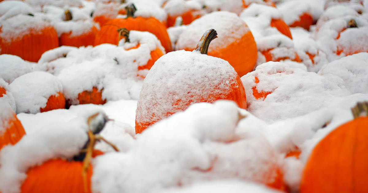 Мандарины на зиму. Оранжевая зима. Мандарины зимой. Тыква в снегу. Мандарины на снегу.