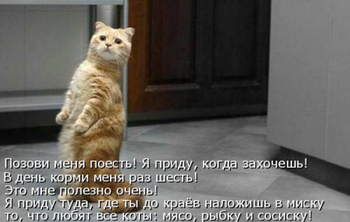 Прикольные котоматрицы