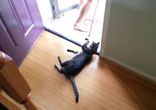 Кот объявил бойкот своему хозяину  [  Непослушная котяка  -')  ]