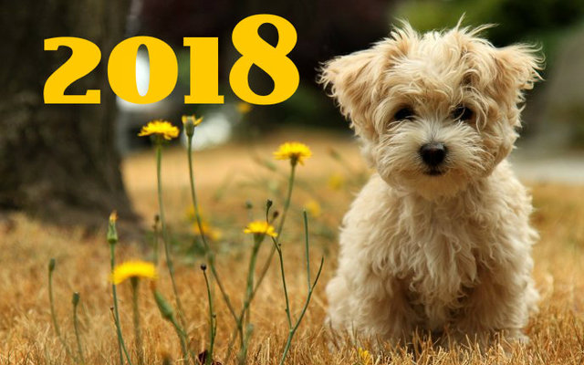 С новым годом собаки 2018
