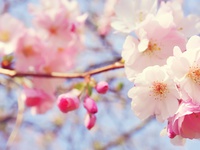 Цветущие деревья