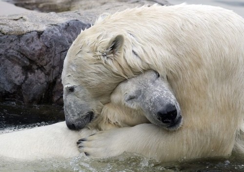 Чудо скотинушки:)