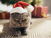 Чому коти валять новорічні ялинки