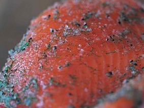 Красная рыба – солим сами