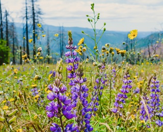 Гороскоп на травень 2026 року для всіх знаків зодіаку