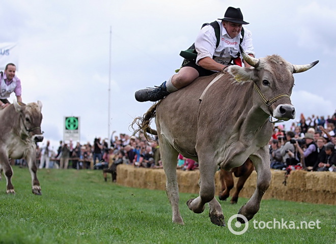 Коровьи гонки в Баварии