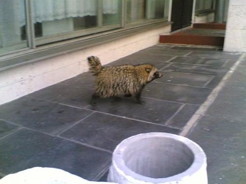 Животные из Чернобыля