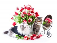 Котики в тюльпанах