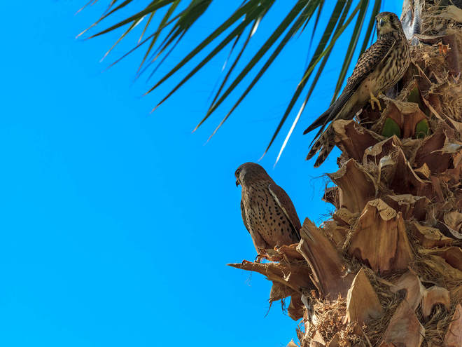 Єгипет, готель Jaz Makadina